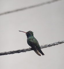 Cynanthus latirostris