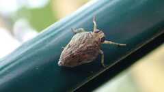 Issus coleoptratus