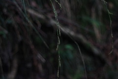 Carex brunnea