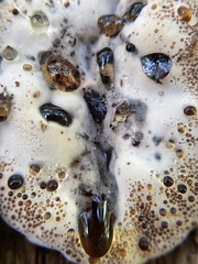 Pseudoinonotus dryadeus