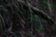 Carex brunnea