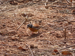 Emberiza flaviventris