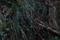 Carex brunnea