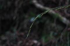Carex brunnea