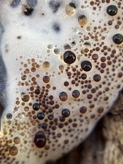 Pseudoinonotus dryadeus