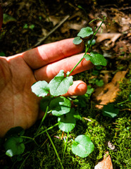 Cardamine rotundifolia