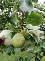 Pyrus