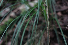 Carex brunnea