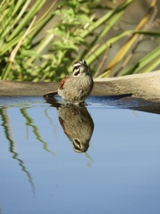 Emberiza capensis
