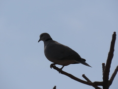 Streptopelia capicola