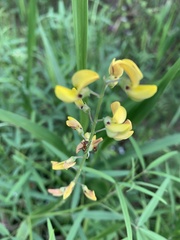 Crotalaria