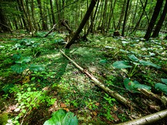 Cardamine rotundifolia