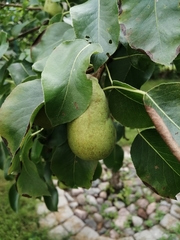 Pyrus