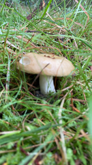 Russula