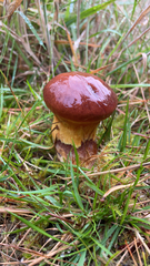 Suillus luteus