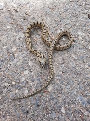 Zamenis scalaris