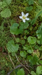 Parnassia fimbriata