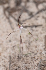 Caladenia varians
