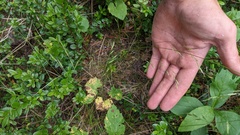 Festuca occidentalis