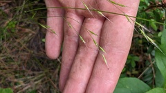 Festuca occidentalis