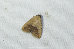 Anachrostis