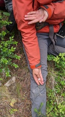 Festuca occidentalis