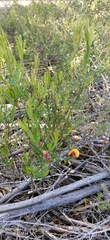 Bossiaea eriocarpa