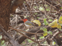 Anaplectes rubriceps