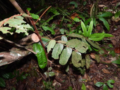 Tachigali guianensis