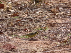 Crithagra mozambica