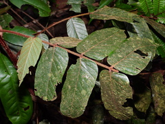Tachigali guianensis