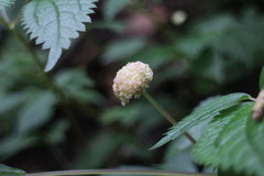 Lecanthus peduncularis