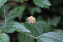 Lecanthus peduncularis