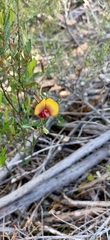 Bossiaea eriocarpa