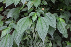 Lecanthus peduncularis