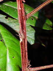 Tachigali guianensis