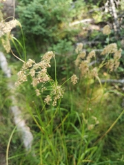 Scirpus
