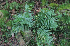 Polystichum integripinnum
