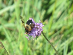 Volucella pellucens