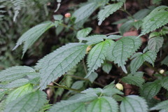 Lecanthus peduncularis