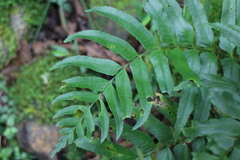 Polystichum integripinnum