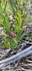Bossiaea eriocarpa
