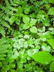 Hydrocotyle americana