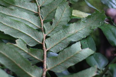 Polystichum integripinnum