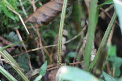 Polystichum integripinnum