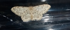 Idaea cervantaria