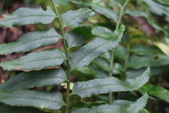 Polystichum integripinnum