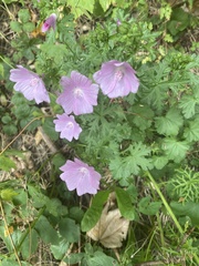 Malva moschata