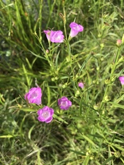 Agalinis purpurea
