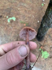 Laccaria bicolor